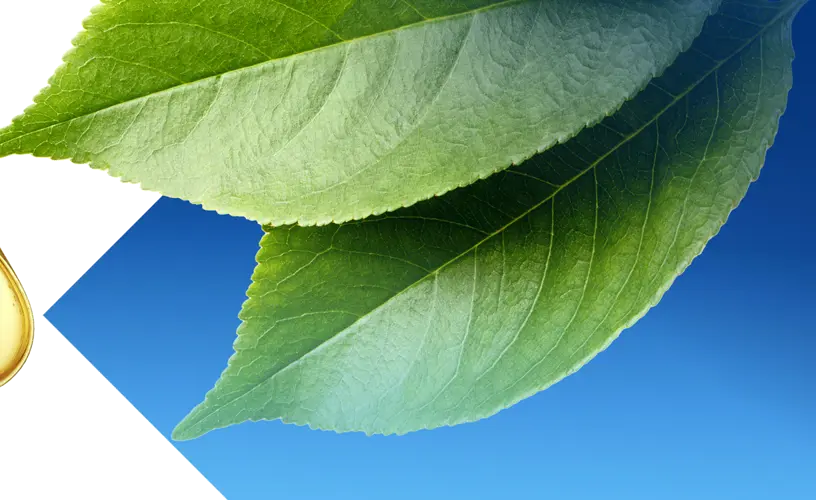 <h4>Reducing the LNG industry’s footprint</h4>
